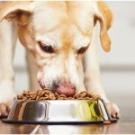 Best Food For Hunting Dogs