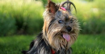 Best Dog Clippers for Yorkies