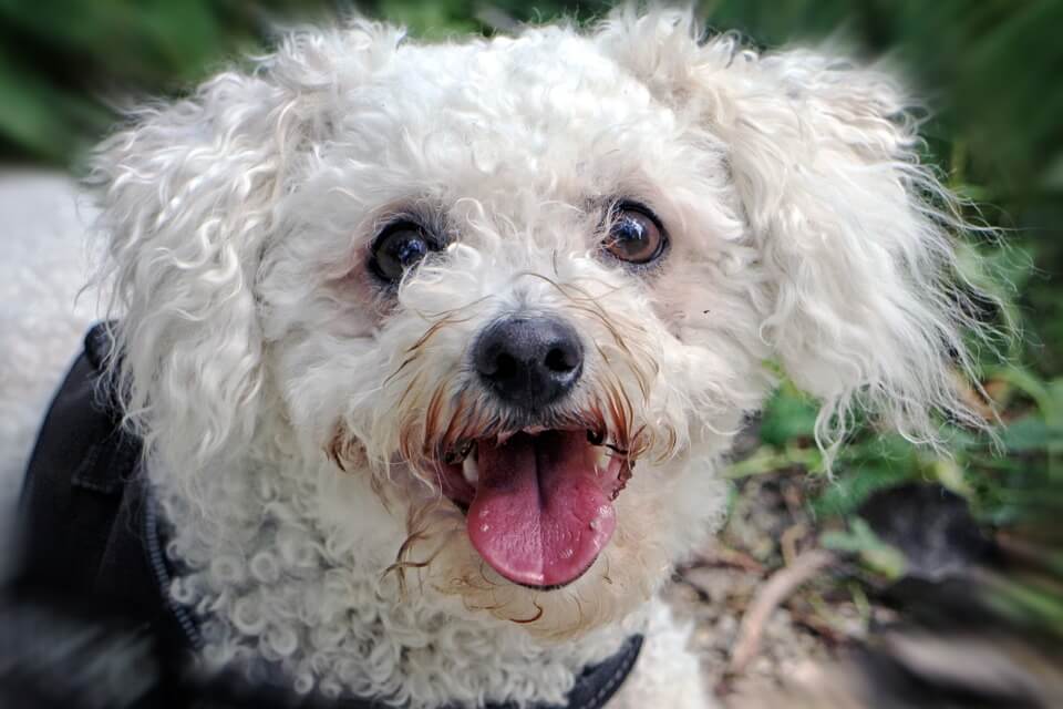best clippers for bichon frise