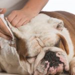 Best Dog Food for Ear Infections