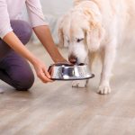 Best Dog food for itchy skin