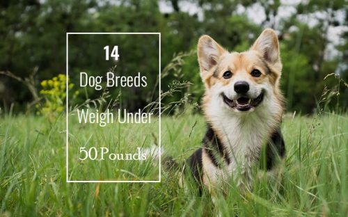 Dog-Breeds-That-Weigh-Under-50-Pounds