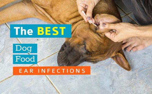 Ear-Infections-dog-food